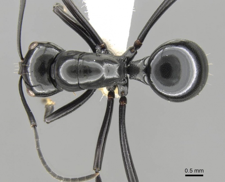 File:Polyrhachis goramensis casent0906786 d 1 high.jpg