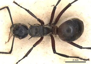 Polyrhachis rufofemorata casent0901813 d 1 high.jpg