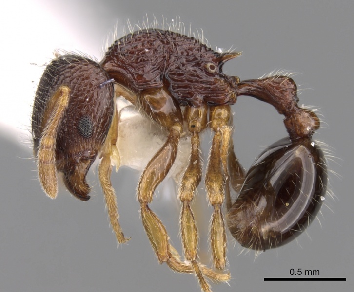 File:Rogeria tonduzi P casent0280815.jpg