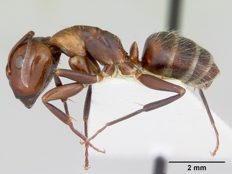 File:Camponotus cuauhtemoc casent0103417 profile 1.jpg