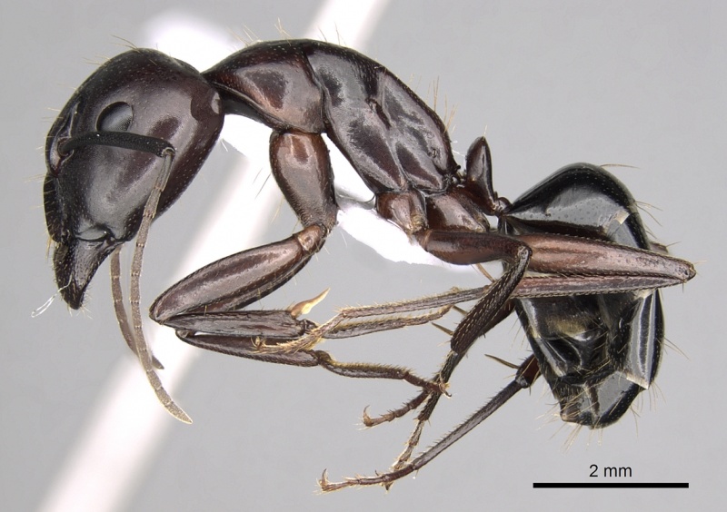 File:Camponotus sylvaticus casent0906060 p 1 high.jpg