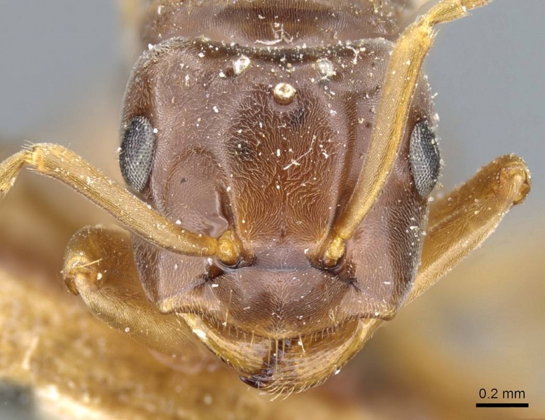 File:Lasius bicornis casent0905680 h 1 high.jpg