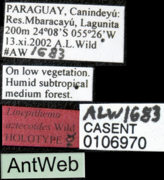 File:Linepithema aztecoides casent0106970 label 1.jpg