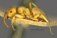 MCZ-ENT00021689 Lasius flavus myops var flavoides hal.jpg