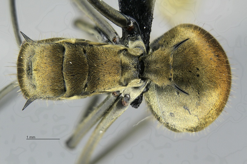 File:MCZ Polyrhachis proxima had1 6.jpg