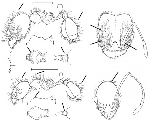 Pheidole guerrerana Wilson 2003.jpg