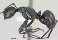 Polyrhachis trispinosa casent0103196 profile 1.jpg