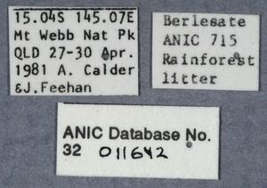 Probolomyrmex latalongus ANIC32-011642 labels-AntWiki.jpg