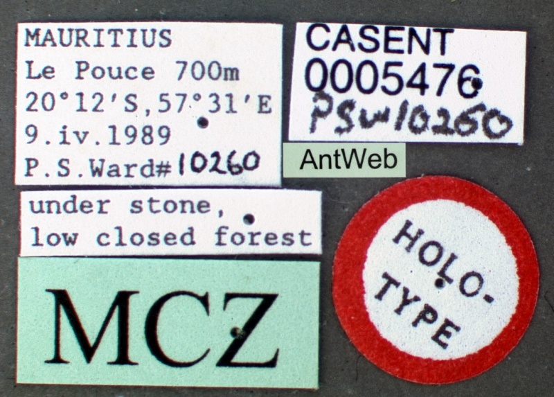 File:Strumigenys agetos casent0005476 label 1.jpg