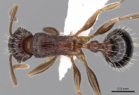 Tetramorium agile D casent0280910.jpg