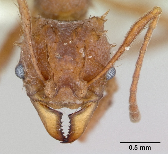 File:Acromyrmex coronatus casent0173791 head 1.jpg