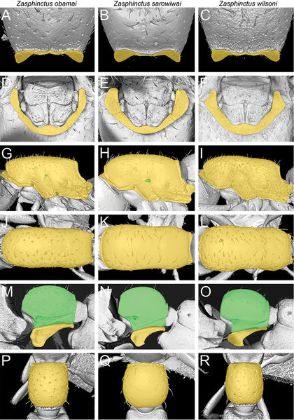 File:FIG5HitaZasphinctus.jpg