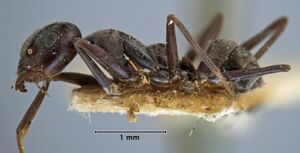 Iridomyrmex anceps sikkimensis syntype Geneva side 32-Antwiki.jpg