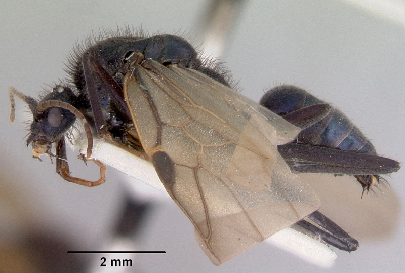 File:Iridomyrmex lividus casent0172065 profile 1.jpg