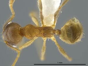 Pheidole caltrop casent0619559 d 1 high.jpg