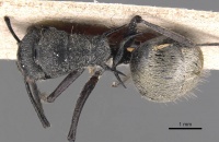 Polyrhachis pallescens casent0905581 d 1 high.jpg