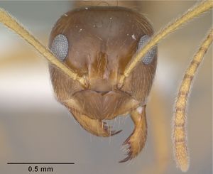 Prenolepis imparis casent0102823 head 1.jpg