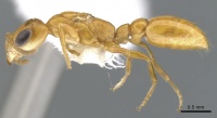 Pseudomyrmex inquilinus casent0902926 p 1 high.jpg