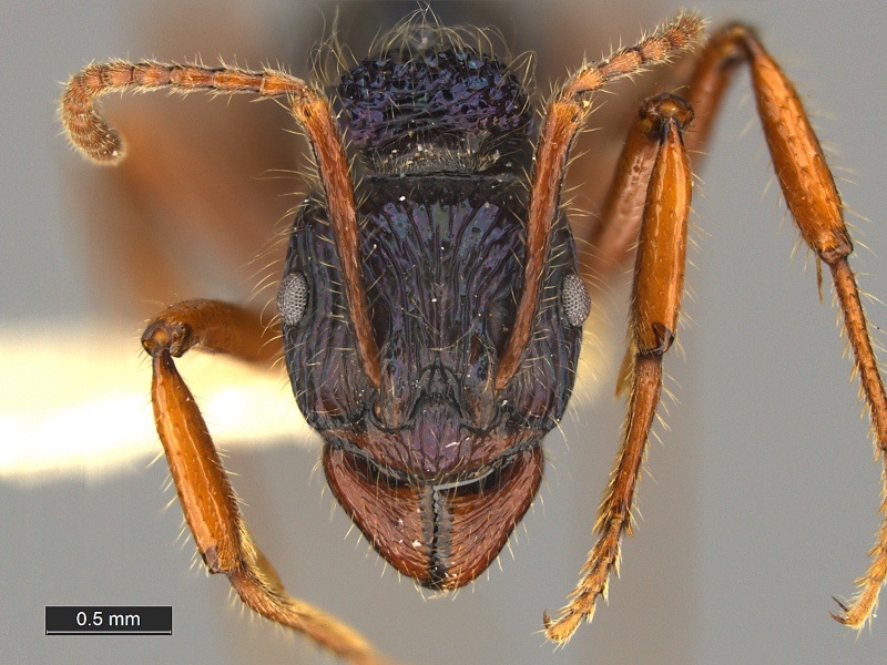 File:Rhytidoponera-acanthoponeroides-MCZ001H.jpg