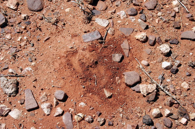 File:Shattuck C5216-web, Iridomyrmex bigi, Coll-4552, Henbury Craters, NT.jpg