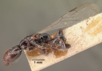 Tetraponera arrogans casent0101397 profile 1.jpg