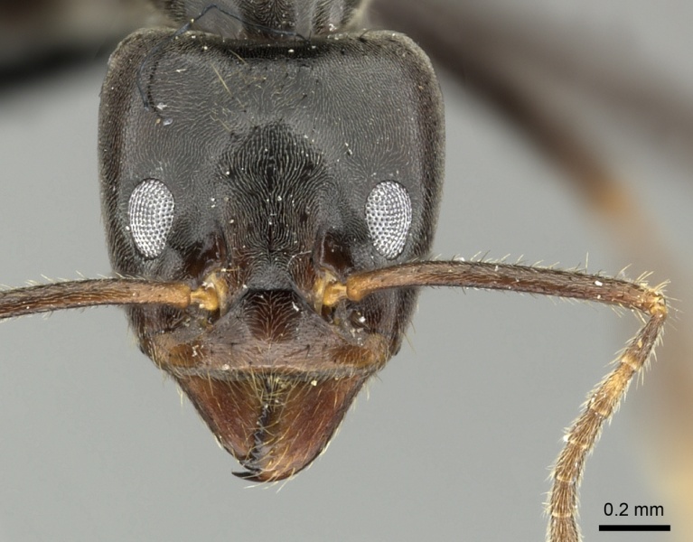 File:Anonychomyrma dimorpha casent0219919 h 1 high.jpg