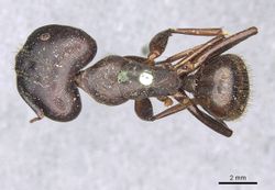 Camponotus brutus casent0910269 d 1 high.jpg