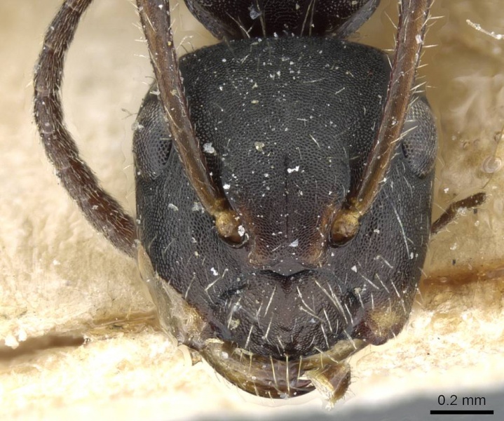 File:Camponotus propinquellus casent0905518 h 1 high.jpg