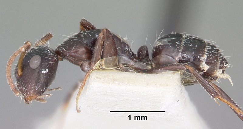 File:Camponotus trepidulus casent0104696 profile 1.jpg