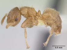 Cladomyrma crypteroniae casent0173916 profile 1.jpg