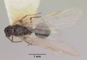 Crematogaster ranavalonae casent0101909 dorsal 1.jpg