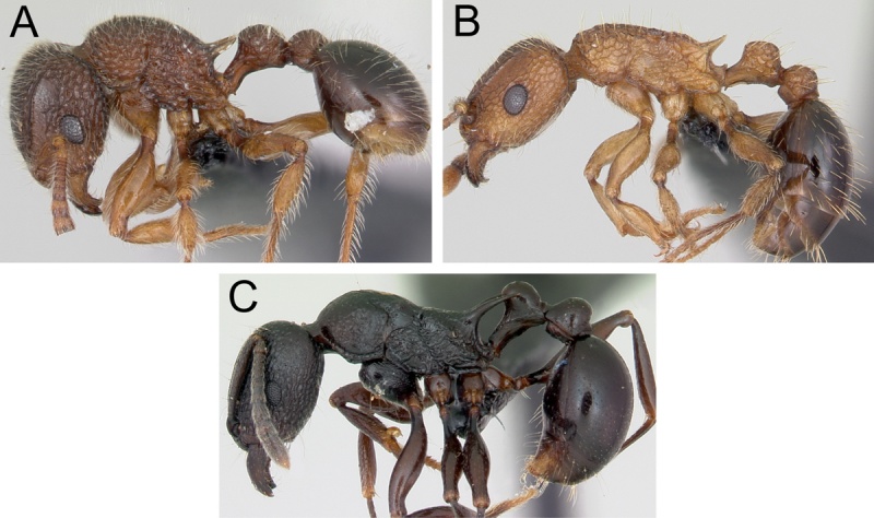 File:HG 2011a Tetramorium 02.jpg