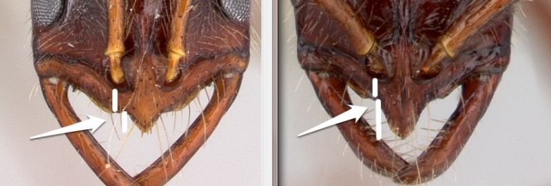 File:Leptogenys median lobes.jpg