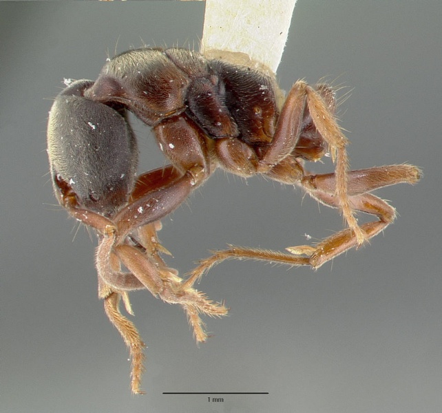 File:Pachycondyla stigma castype06976 profile 1.jpg