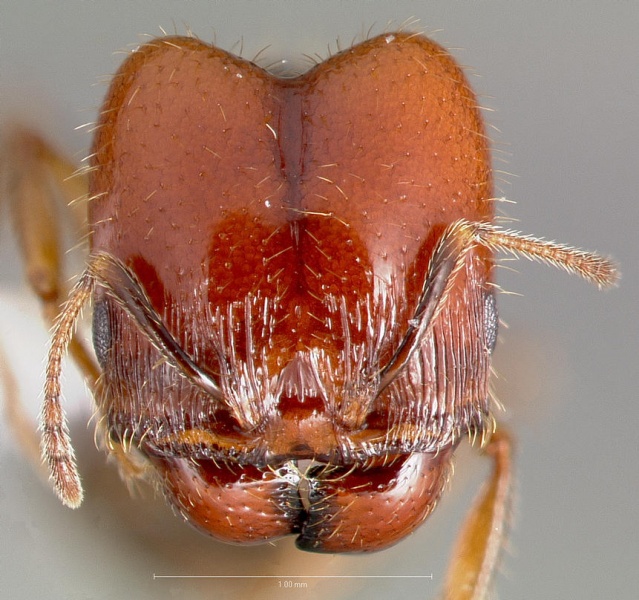 File:Pheidole xerophila casent0005773 head 1.jpg