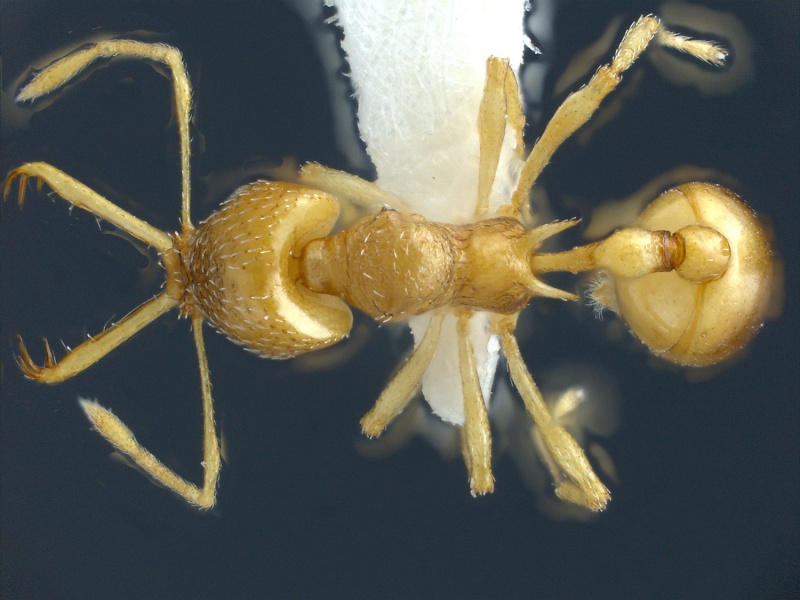 File:Acanthognathus-ocellatusD.jpg