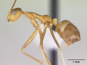 Anoplolepis gracilipes casent0172799 profile 1.jpg