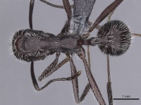Aphaenogaster tinauti casent0913795 d 1 high.jpg