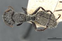 Camponotus auropubens absalon casent0911820 d 1 high.jpg