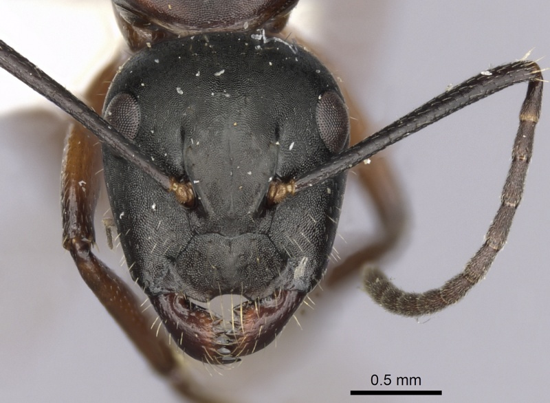 File:Camponotus innexus casent0280178 h 1 high.jpg