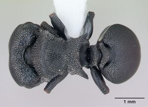 Cephalotes pusillus casent0173704 dorsal 1.jpg