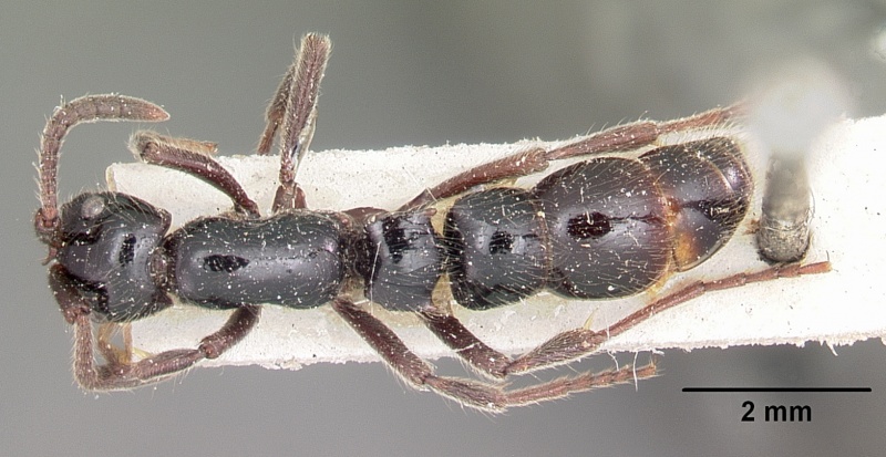 File:Cerapachys mayri casent0104583 dorsal 1.jpg