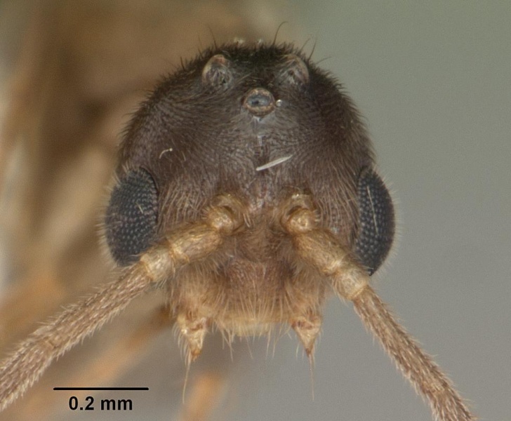 File:Cryptopone gilva casent0103825 head 1.jpg