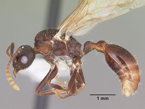 Myrmica mexicana casent0104824 profile 1.jpg