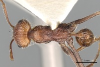 Ocymyrmex micans casent0280941 d 1 high.jpg