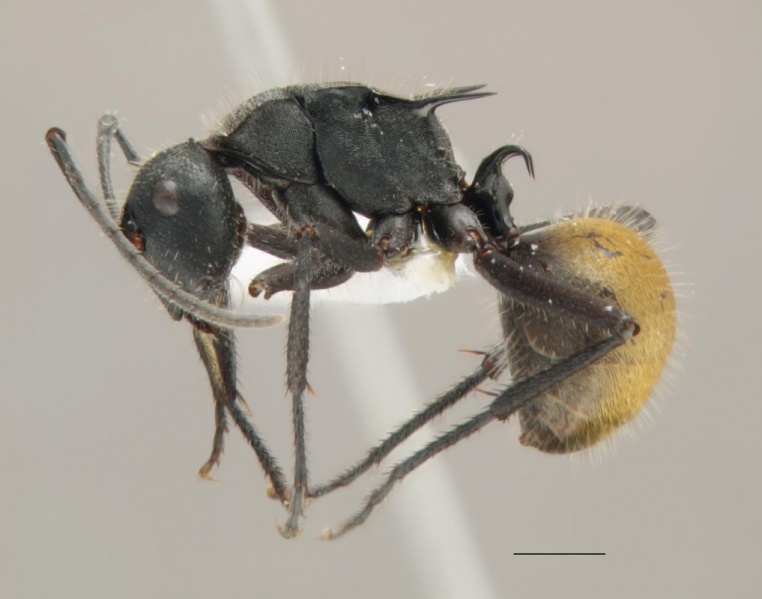 File:Polyrhachis ammonoeides side Antwiki.jpg