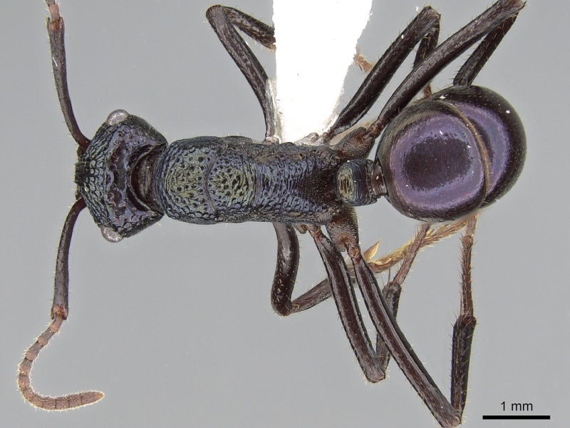 File:Rhytidoponera violacea casent0281288 d 1 high.jpg