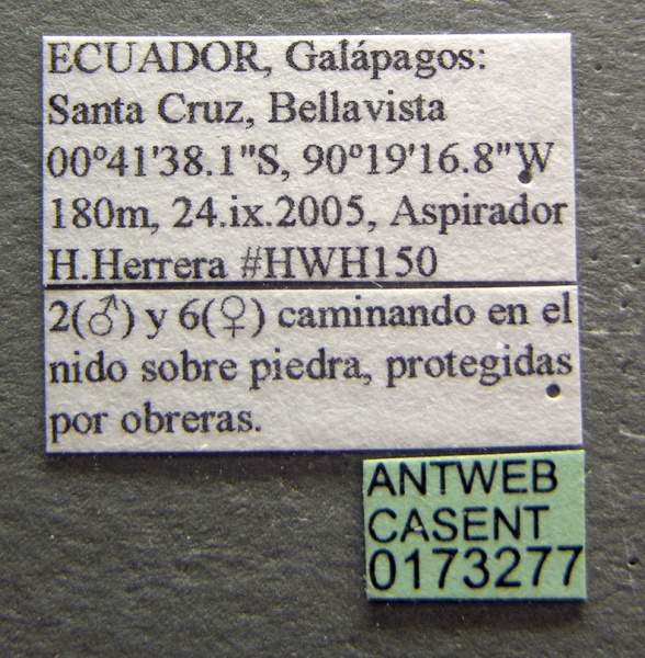 File:Solenopsis geminata casent0173277 label 1.jpg