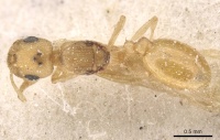 Temnothorax canescens casent0912917 d 1 high.jpg