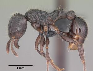 Tetramorium electrum casent0007736 profile 1.jpg